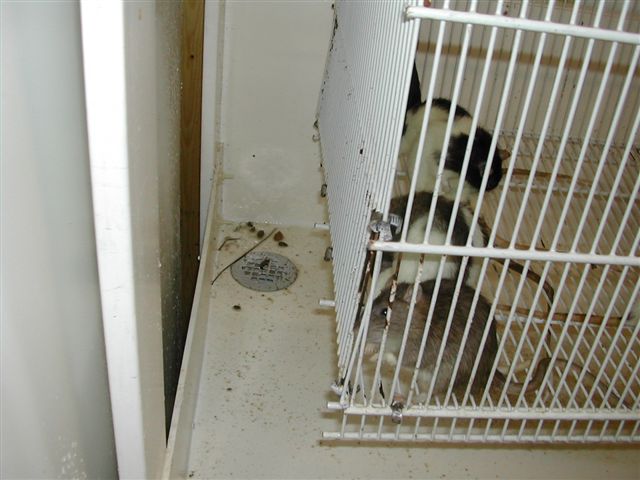 drain in cradle holding rat cage