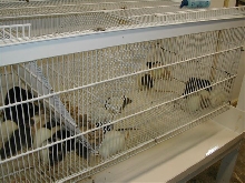 rat cage