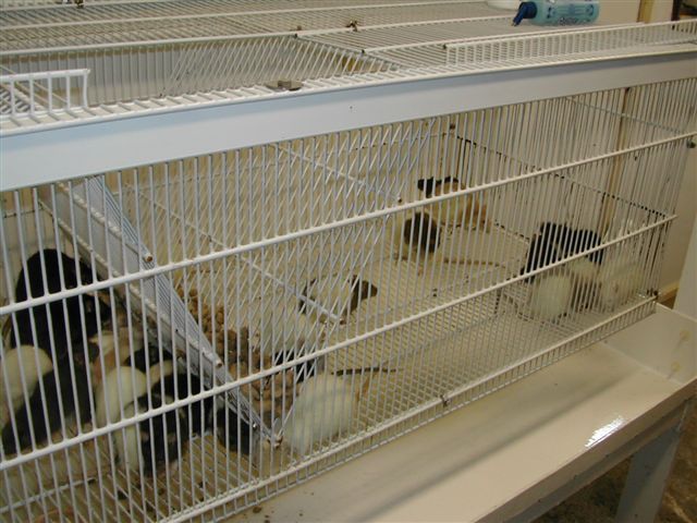 rat cage