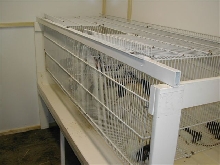 rat cage
