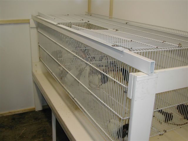 rat cage
