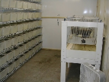 rat room