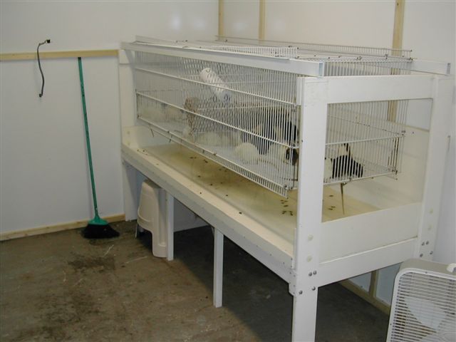 Rat Cage
