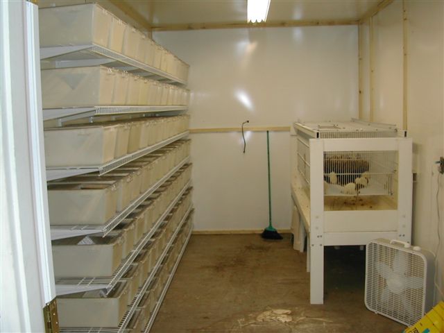 rat room