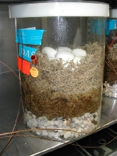 Eugenes chondro incubator box