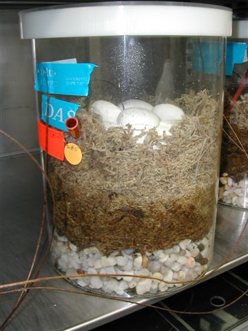 Eugenes chondro incubator box