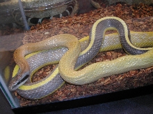 Cameroon Highlands Cave Dwelling ratsnake