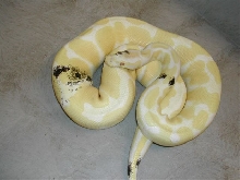 Paradox albino
