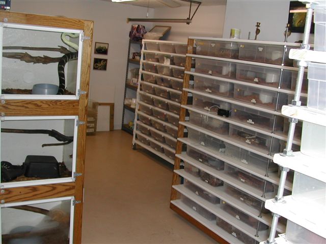 My Herp room
