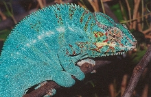 Panther chameleon