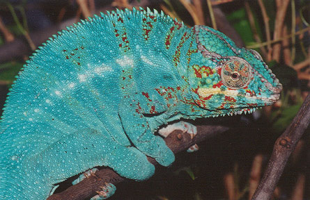 Panther chameleon