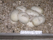 Blood eggs