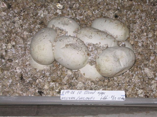 Blood eggs
