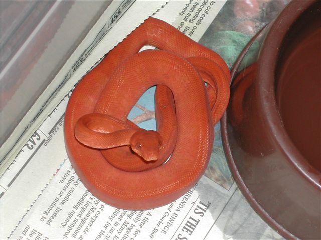 Amazon tree boa