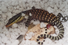Kimberly Rock monitor