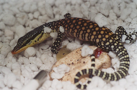 Kimberly Rock monitor