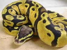 Pastel that was hatched here this year