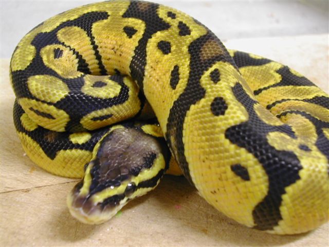 Pastel that was hatched here this year