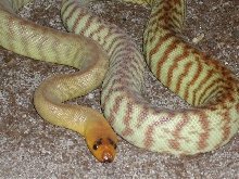 Western Woma