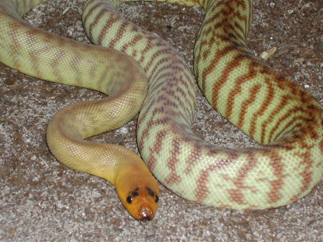 Western Woma