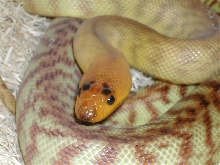 Western Woma
