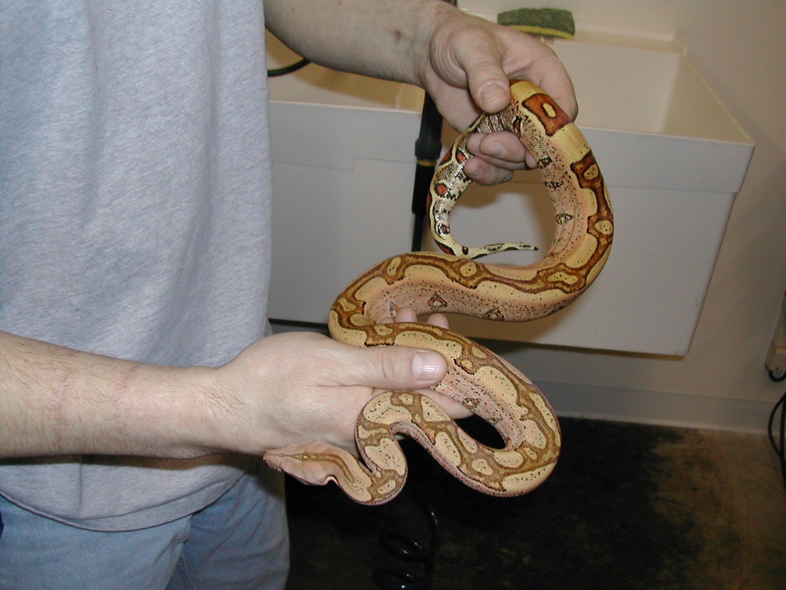 Jungle Boa