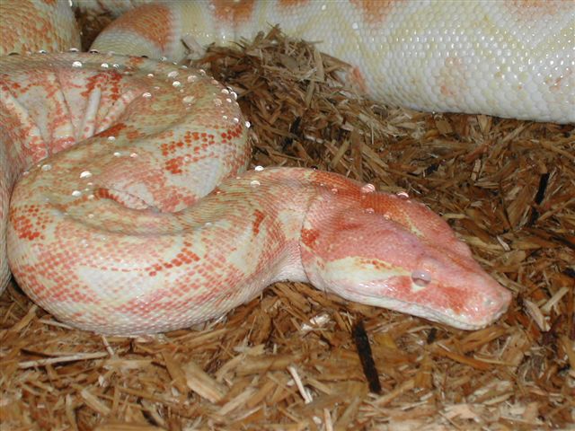 Coral albino