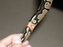 50% Poss Het Pied female Ringer