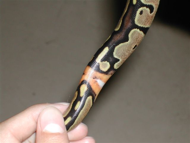 50% Poss Het Pied female Ringer