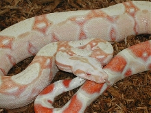 Albino from Coral breeding