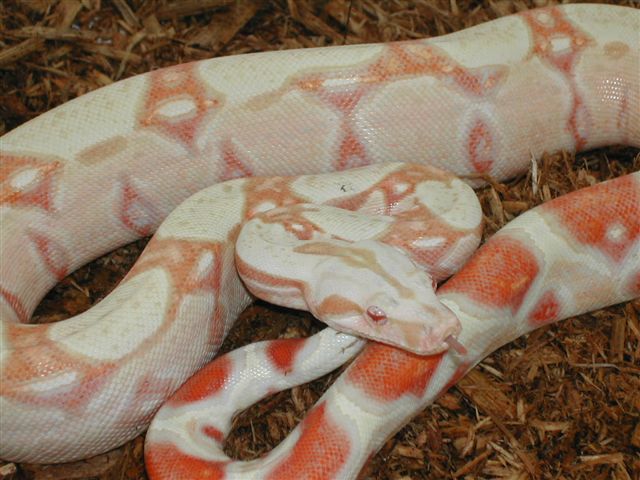 Albino from Coral breeding