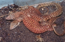 Hatchling Red Ackies