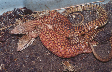 Hatchling Red Ackies