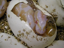 Hatching Albino ball