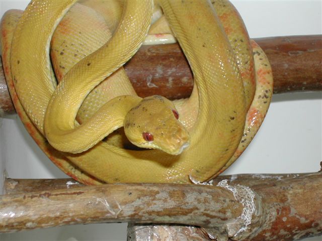 Red Eyed Yellow Amazon