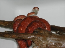 Red Amazon