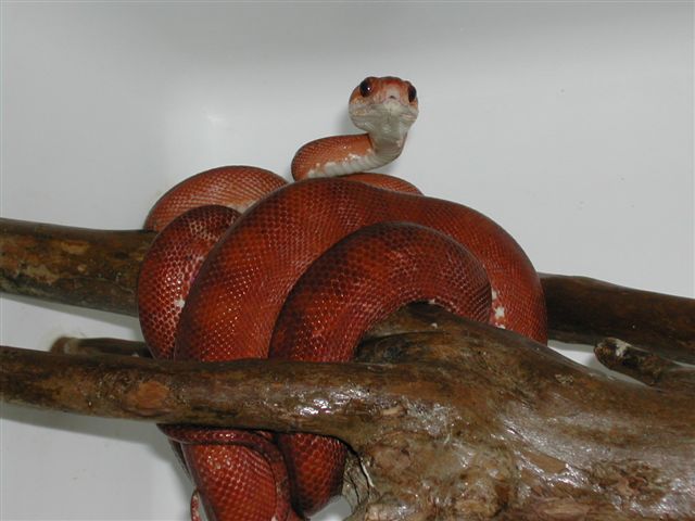 Red Amazon