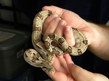 10het-size
