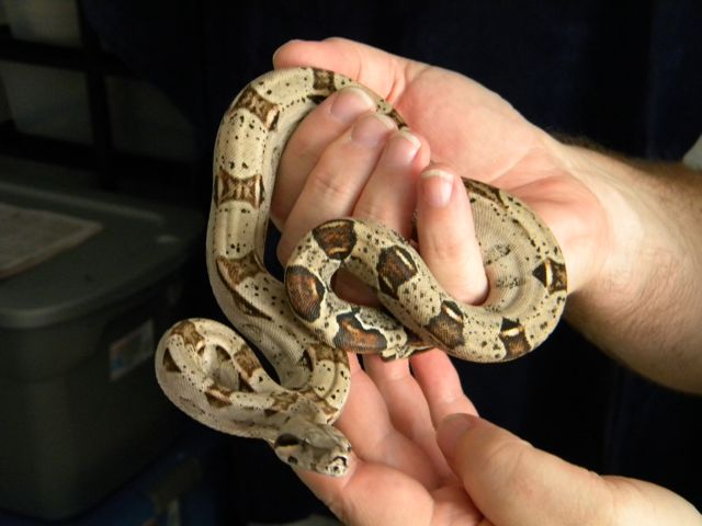 10het-size