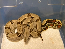 10het1