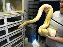 Popcorn's size