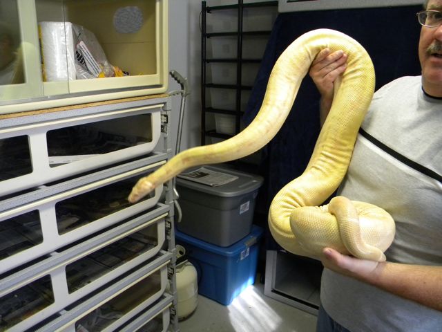 Popcorn's size