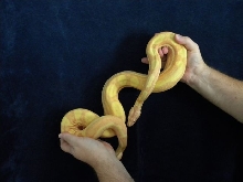 Tigger's size