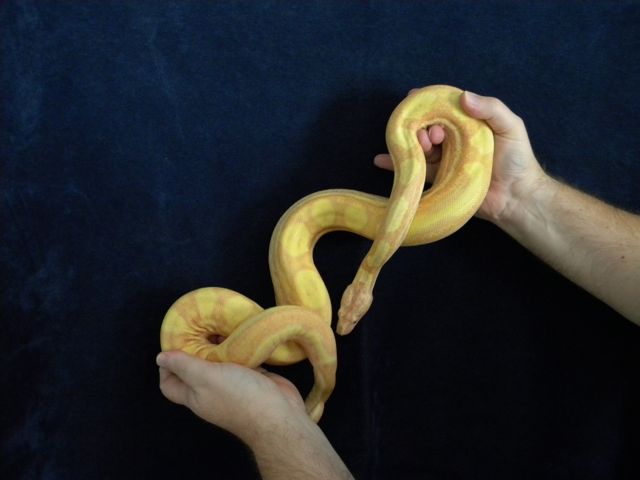 Tigger's size