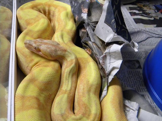 Tigger