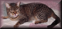 Miss Kitty