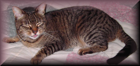 Miss Kitty