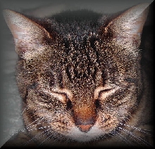 Miss Kitty again.