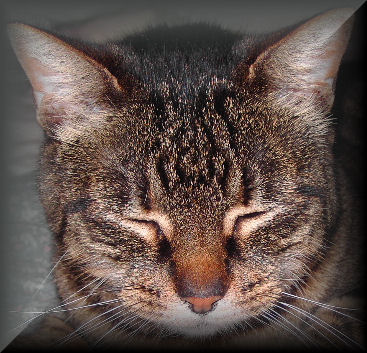 Miss Kitty again.