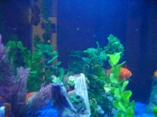 One of my smaller tanks.